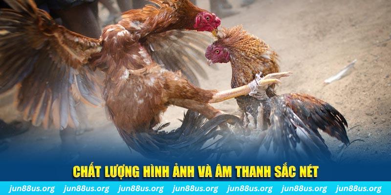 shbet80 gà chọi tiêu phong